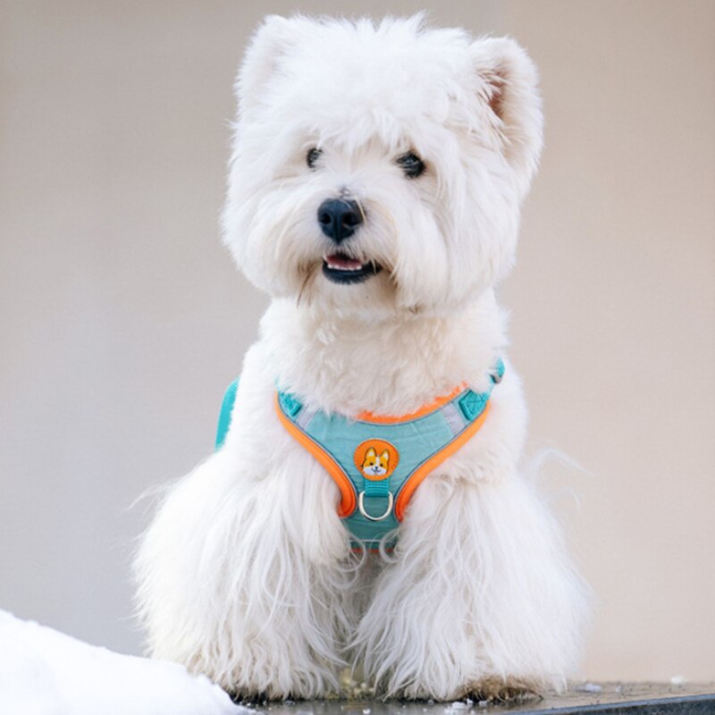 ペット用ペット用反射犬用ハーネスリードウォーキングランニング - Running Gear Dog のレビューと価格
