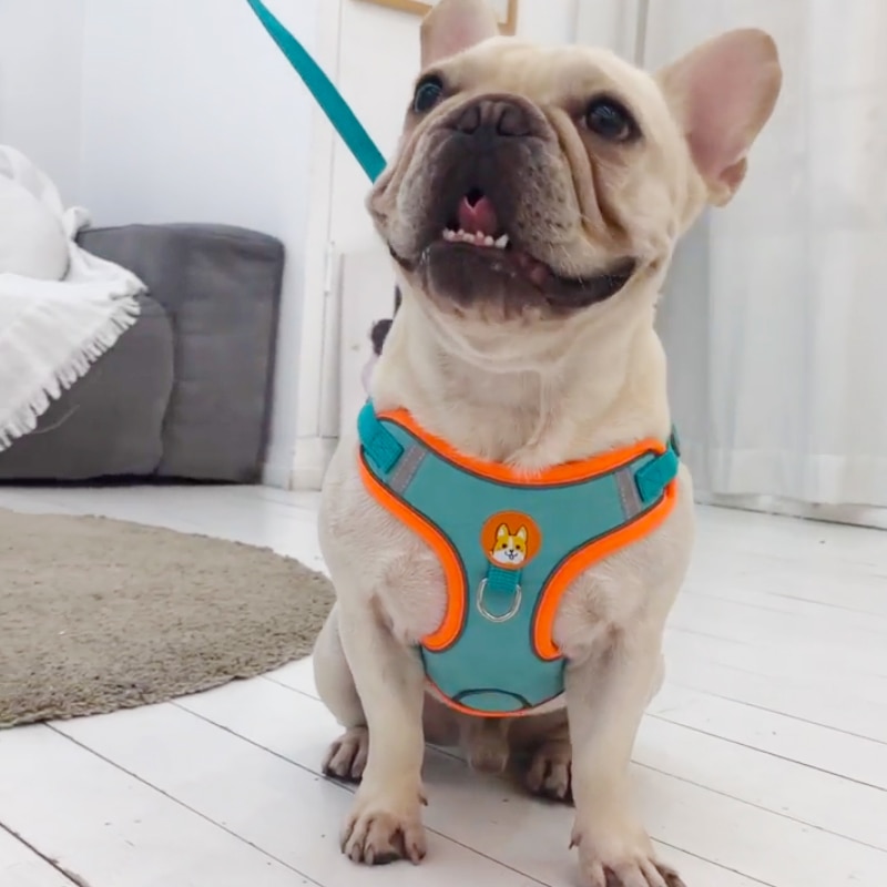 ペット用ペット用反射犬用ハーネスリードウォーキングランニング - Running Gear Dog のレビューと価格